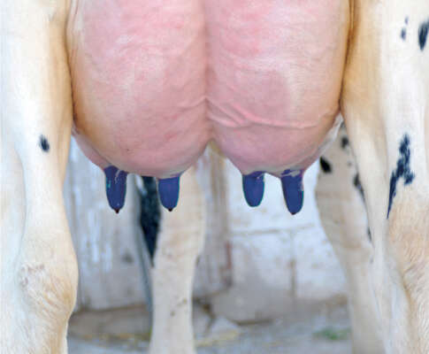 Средство после доения Effective Barrier 50x 